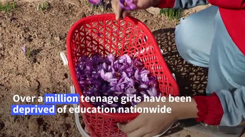Afghan schoolgirls work in saffron fields as their schools remain closed