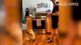 Funniest Dogs And Cats Videos 😃 - Best Funny Animal Videos 2023