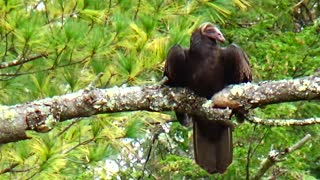 Turkey Vulture