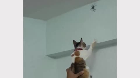 Funnyanimals_videos Imagine calling an exterminator and the guy shows up shirtless with his cat