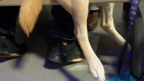 Dog Sits Up at Table to be Closer to His Humans