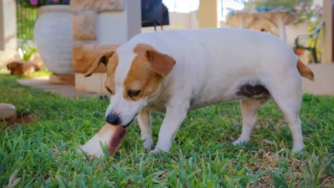 A Pet Dog Munching On A Large Bone