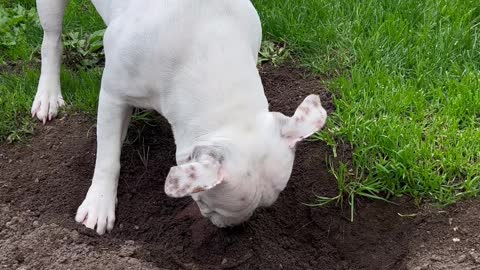 Snoopy the Digging Pup has a Unique Sneeze