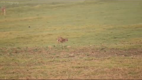 Wildlife in closer view with a natural perspective. Deer