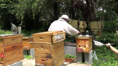 ORGANIC TREATING HONEY BEES FOR VEROA