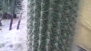 This cactus is over 1 meter, look the size, filmed in the botanical garden [Nature & Animals]