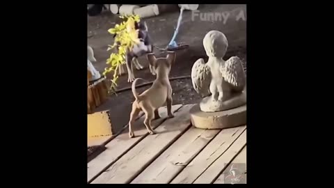 Funny animal videos 2023 | Relax with cute animal videos.