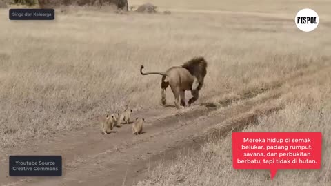 MOVING!, A FAMILY OF LIONS AND THEIR LITTLE cubs