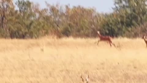 Impala Narrowly Escapes Lions Claws