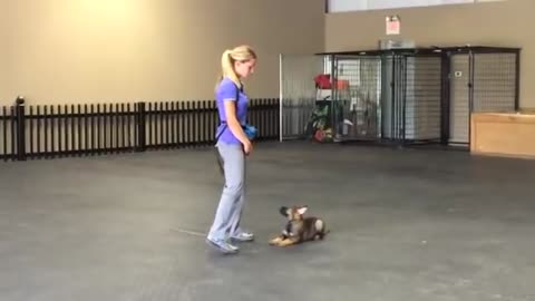 Dog training