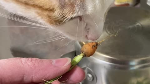 Last of The Garden Goodies