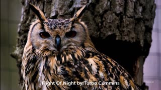 Flight Of Night by Turbo Cummins