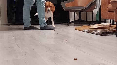 Beagle Bruno Does Handstands on Command