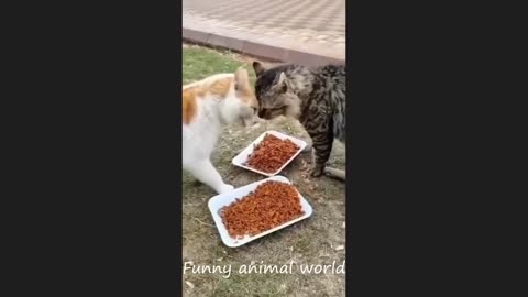 Funny cat videos 2024-2025