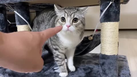 When I got a haircut, my cat didn't recognize me #KittyCuteness#CatsInBoxes#Caturday#PawsAndPlay#Cat