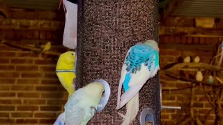 Budgies and Pink cockatoos in chicken bird aviary