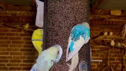 Budgies and Pink cockatoos in chicken bird aviary