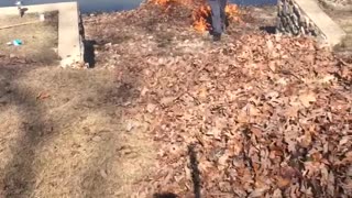 Burning Leaf Pile Almost Goes Wrong