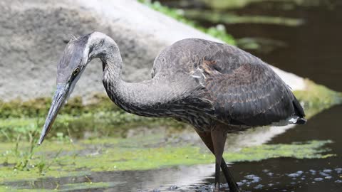 Close up of Young Blue Heron