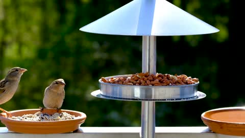 bird-sperling-sparrow-feathers