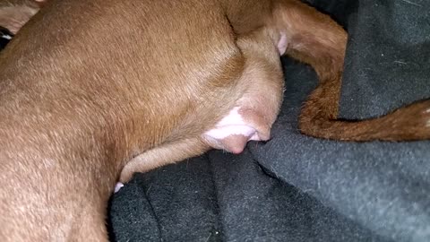 American Pitbull Terrior Dog Giving Birth To Puppy