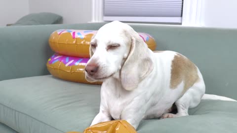 Dogs vs Giant Donut Invasion Funny Dogs Maymo & Potpie & Puppy Indie Endure Donut Apocalypse