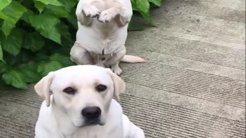 Funniest & Cutest Labrador Puppies #2 - Funny Puppy Videos 2020