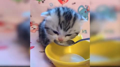 Baby Cat