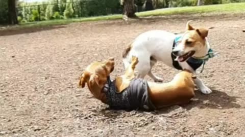 Pet dog fight training