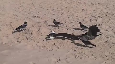Six crows harassing a seagull on the beach