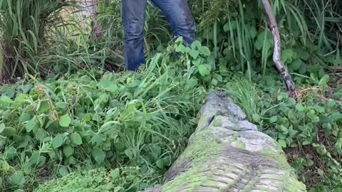 When I got to meet tripod the amazing giant saltwater crocodile for the first time