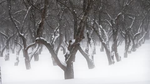 Blizzard Snowstorm: Howling Wind and Snow Sounds for Sleep