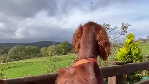 Irish Setter Captivated by Birds