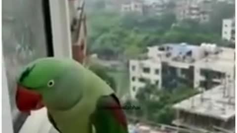 Parrot Talking - Smart And Funny Parrot Video #1 | Pets Town