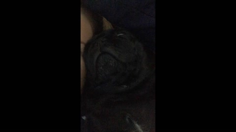 Pug Snoring In my Face
