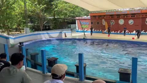 Dolphin marine animal Intelligence part 1 @SiganduBatang Indonesian