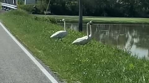 Captured these beautiful swan on my morning drive