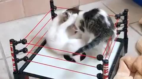 Kittens Wrestling Match Winner Takes All 9 Lives