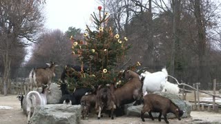 BUTT OUT: Greedy Goats Hog All The Holiday Treats