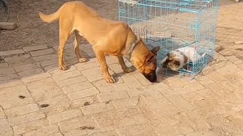 The little native dog was caught in the cage,