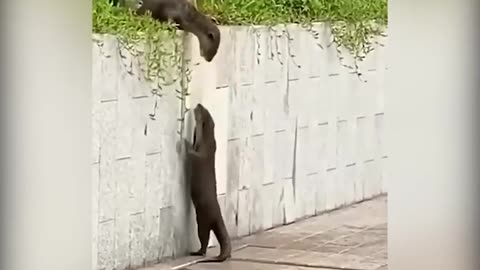 Otters