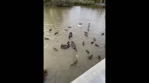 Ducks are enjoying in pond #ducks #nature #feeding