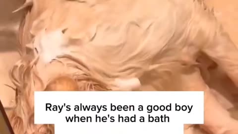 The dog is bathing