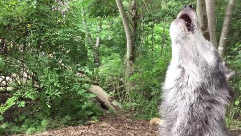 Happy Wolves, Happy Howls