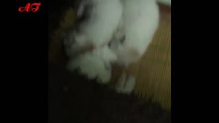 Three cats were torn over - cute kitten