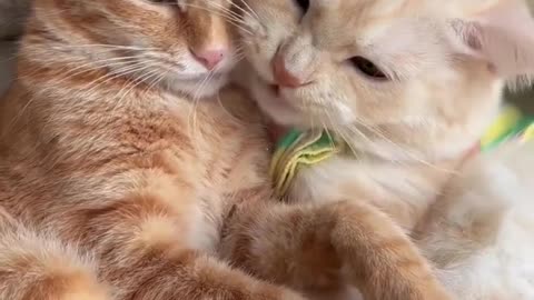 funny and beautiful cats moment