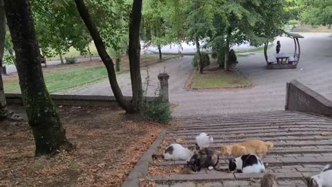 If you sit in this park, tens of cats will gather around you.