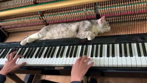 Relaxing Jazz Music - Piano massage for meow