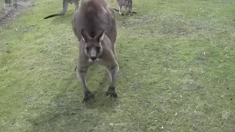 7 Tips to Survive a Wild Kangaroo Attack