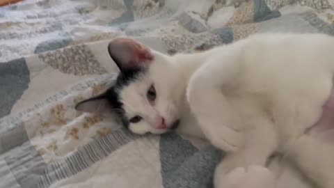 Sleepy Cat | Playing with cute Cat | Meow